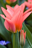 TULIPA ORIENTAL BEAUTY