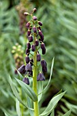 FRITILLARIA PERSICA