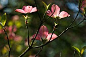 CORNUS FLORIDA SPRING SONG