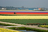 BULB FIELDS   KEUKENHOF,  HOLLAND 2006