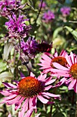 ECHINACEA PURPUREA RUBINGLOW WITH MONARDA SCORPION