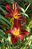 HEMEROCALLIS STAFFORD