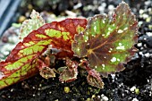 PLANTLET FROM BEGONIA LEAF CUTTING