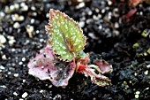 PLANTLET FROM BEGONIA LEAF CUTTINGS