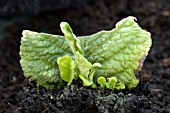 PLANTLETS GROWING FROM STREPTOCARPUS LEAF CUTTING