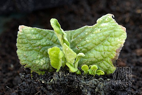 PLANTLETS_GROWING_FROM_STREPTOCARPUS_LEAF_CUTTING