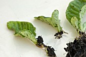 PLANTLETS FROM STREPTOCARPUS LEAF CUTTING