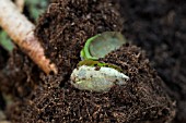 NEST OF MEGACHILE CENTUNCULARIS,  LEAF CUTTER BEE