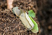 NEST OF MEGACHILE CENTUNCULARIS,  LEAF CUTTER BEE