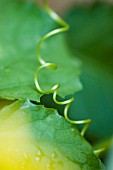 TENDRIL OF LOOFAH PLANT,  (LUFFA AEGYPTIACA)