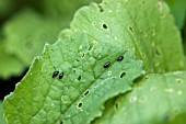 DAMAGE BY FLEA BEETLE ON RADISH LEAVES