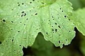 FLEA BEETLE ON RADISH LEAVES