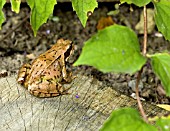 GARDEN FROG