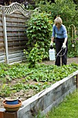 SPRAYING PERENNIAL WEEDS