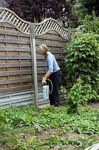 SPRAYING_PERENNIAL_WEEDS