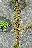 APPLYING WEEDKILLER TO PAVING