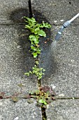 APPLYING WEED KILLER TO PATIO PAVING