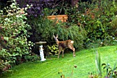 A DEER IN THE GARDEN