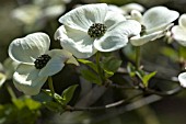 CORNUS EDDIES WHITE WONDER