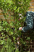 PRUNING A FORSYTHIA