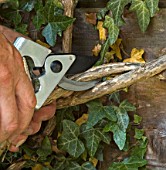 PRUNING A LONICERA,  PRUNE TWISTED BRANCHES