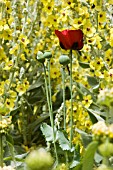 PAPVER AND VERBASCUM