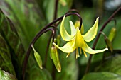 ERYTHRONIUM PAGODA