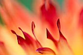 FLAMES OF DAHLIA