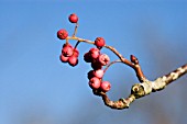 SORBUS OLIGODONTA