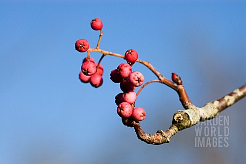 SORBUS_OLIGODONTA