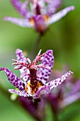 TRICYRTIS FORMOSANA TOLONIFERA GROUP