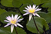 NYMPHAEA CAEURLEA