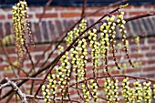 STACHYURUS CHINENSIS