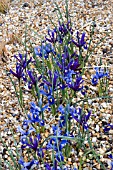 IRIS RETICULATA