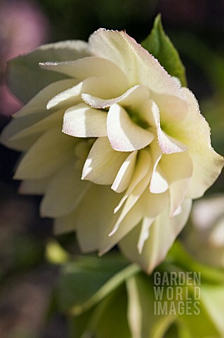 HELLEBORUS_X_HYBRIDUS_ASHWOOD_GARDEN_HYBRID_DOUBLE