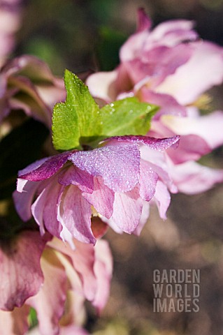 HELLEBORUS_X_HYBRIDUS_ASHWOOD_GARDEN_HYBRID_DOUBLE