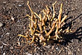 CORNUS SANGUINEA MIDWINTER FIRE PRUNED SHAPE