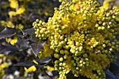 MAHONIA X WAGNERI UNDULATA