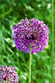 ALLIUM ROSENBACHIANUM