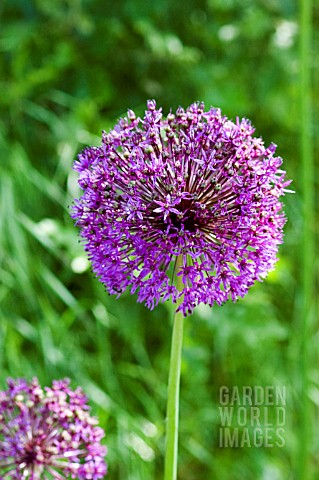 ALLIUM_ROSENBACHIANUM