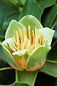 LIRIODENDRON TULIPIFERA