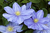 CLEMATIS FUJI MUSUME