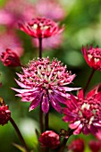 ASTRANTIA MAJOR RUBY WEDDING