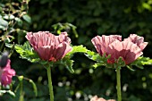 PAPAVER ORIENTALE MRS PERRY