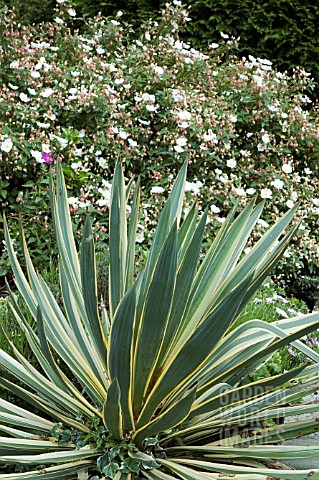 AGAVE_WITH_CISTUS