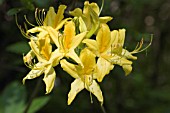 AZALEA LUTEUM