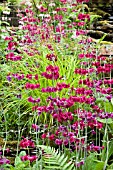 PRIMULA PULVERULENTA WITH CAREX ELATA AUREA