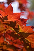 ACER PALMATUM