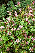 TRICYRTIS FORMOSANA