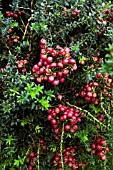 GAULTHERIA MUCRONATA CRIMSONIA